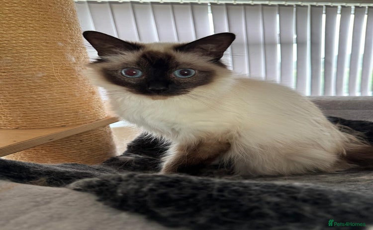 Birman cats - Advert 17
