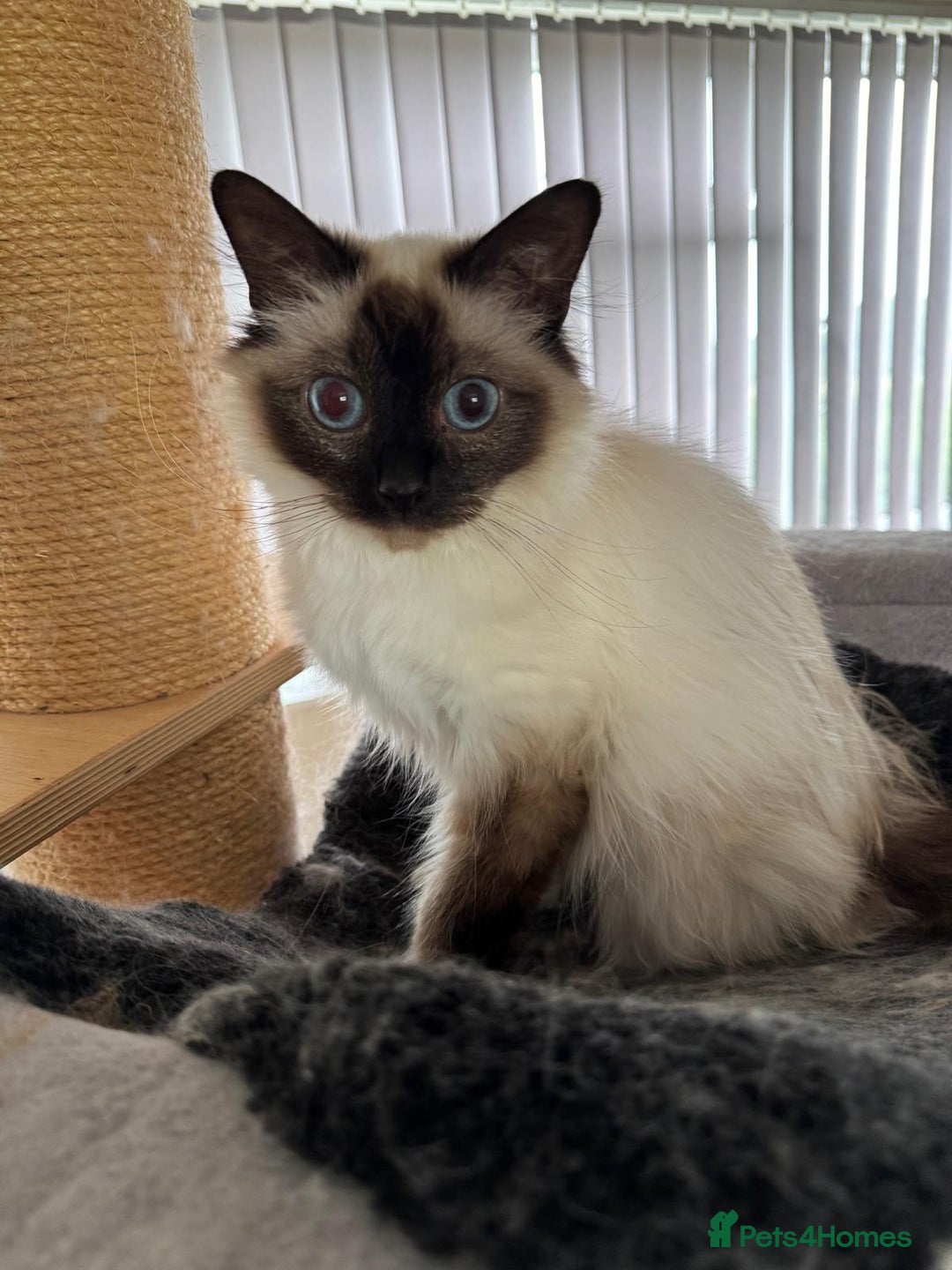 Birman cats for sale: Seal point Birman for sale  - Image 1