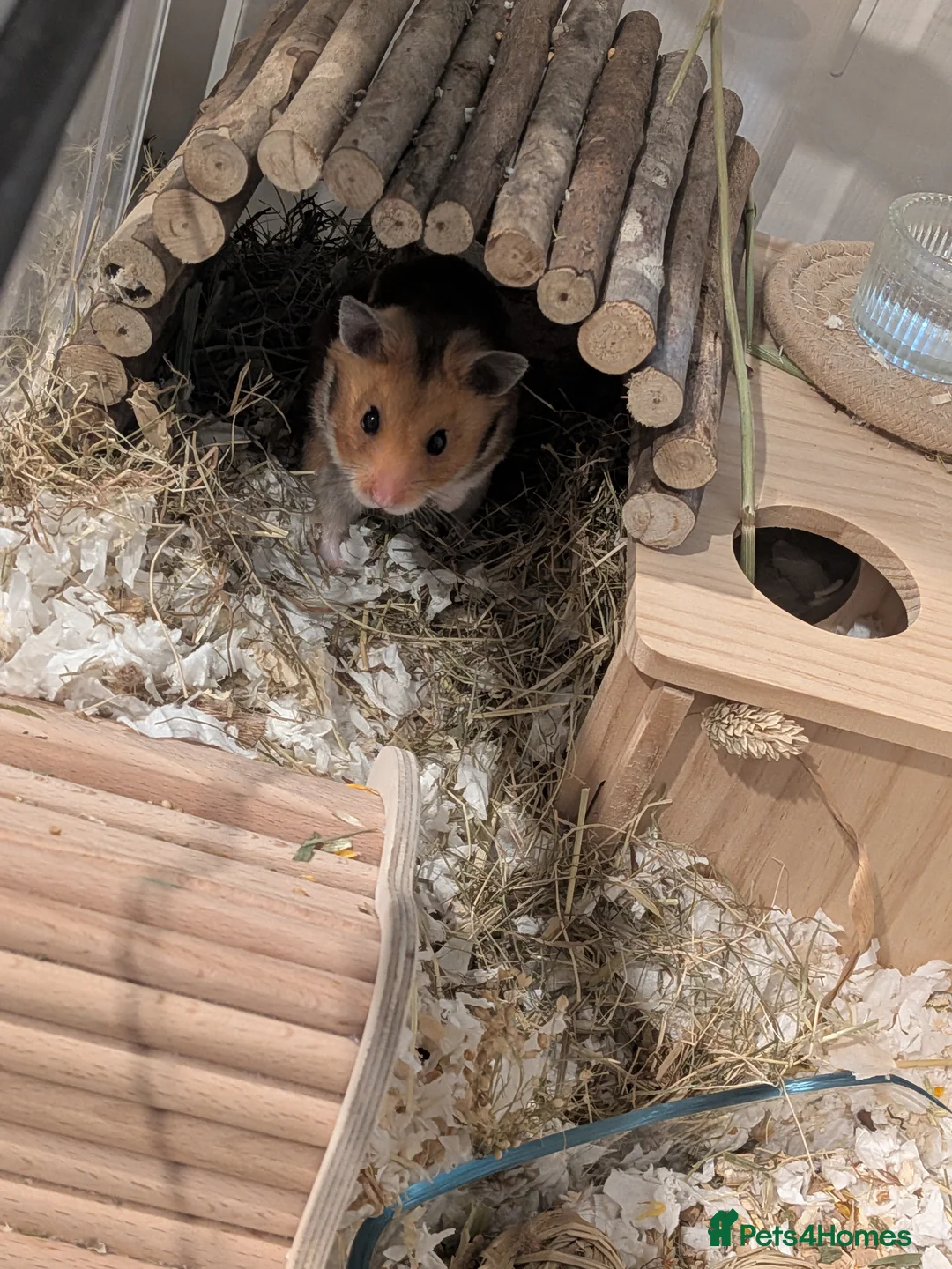 Hamster rodents for sale: Friendly Male Syrian hamster - Advert 5