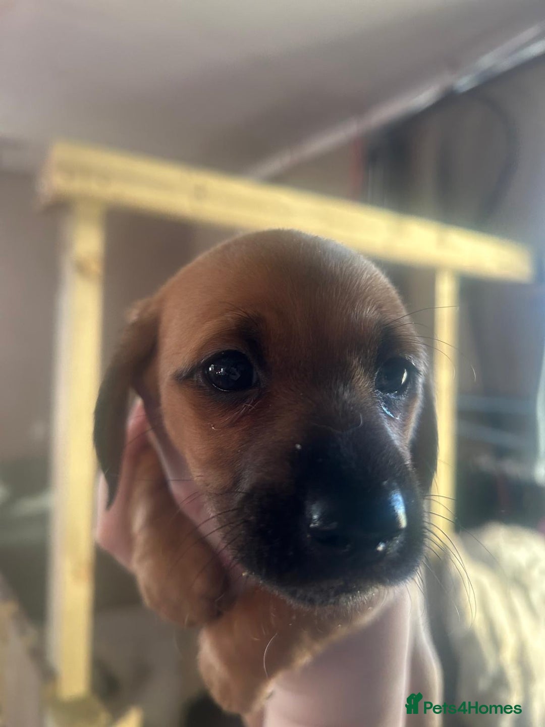 Miniature Dachshund dogs for sale: Miniature Dachshund pups - Advert 4