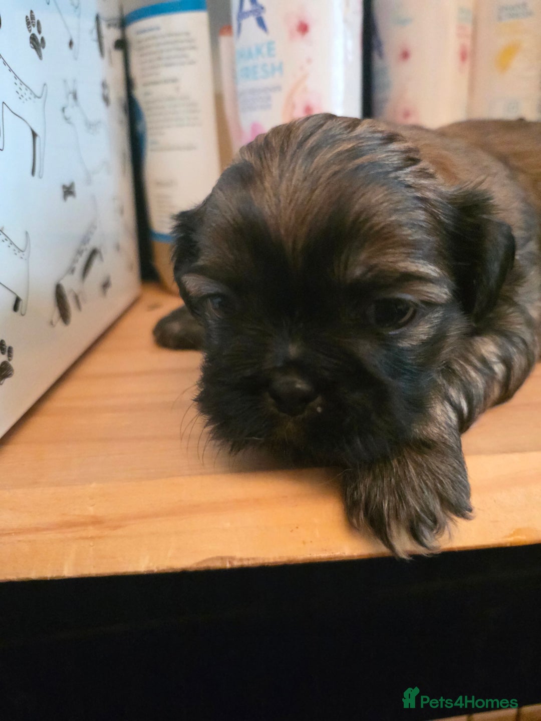 Shih Tzu dogs for sale: Shihtzu puppies - Image 8