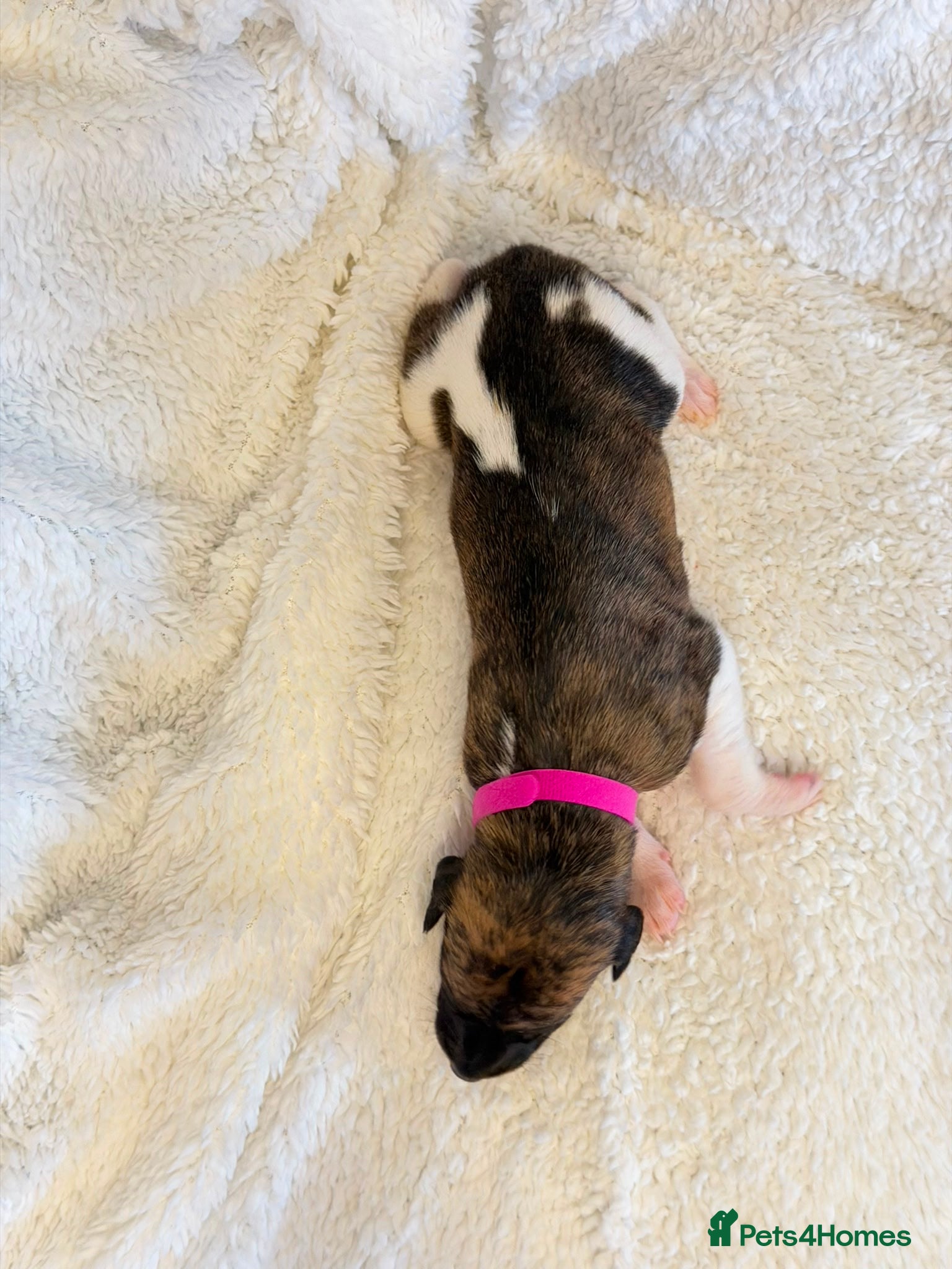 Whippet dogs for sale: Stunning pedigree whippets puppies  - Advert 15