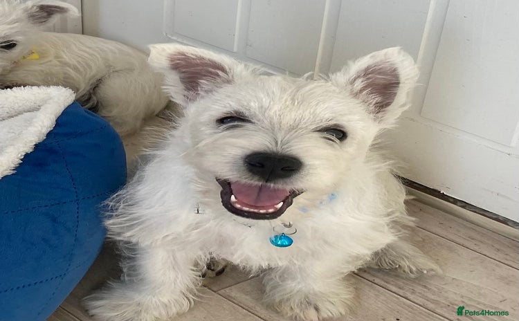 West Highland Terrier dogs - Advert 1