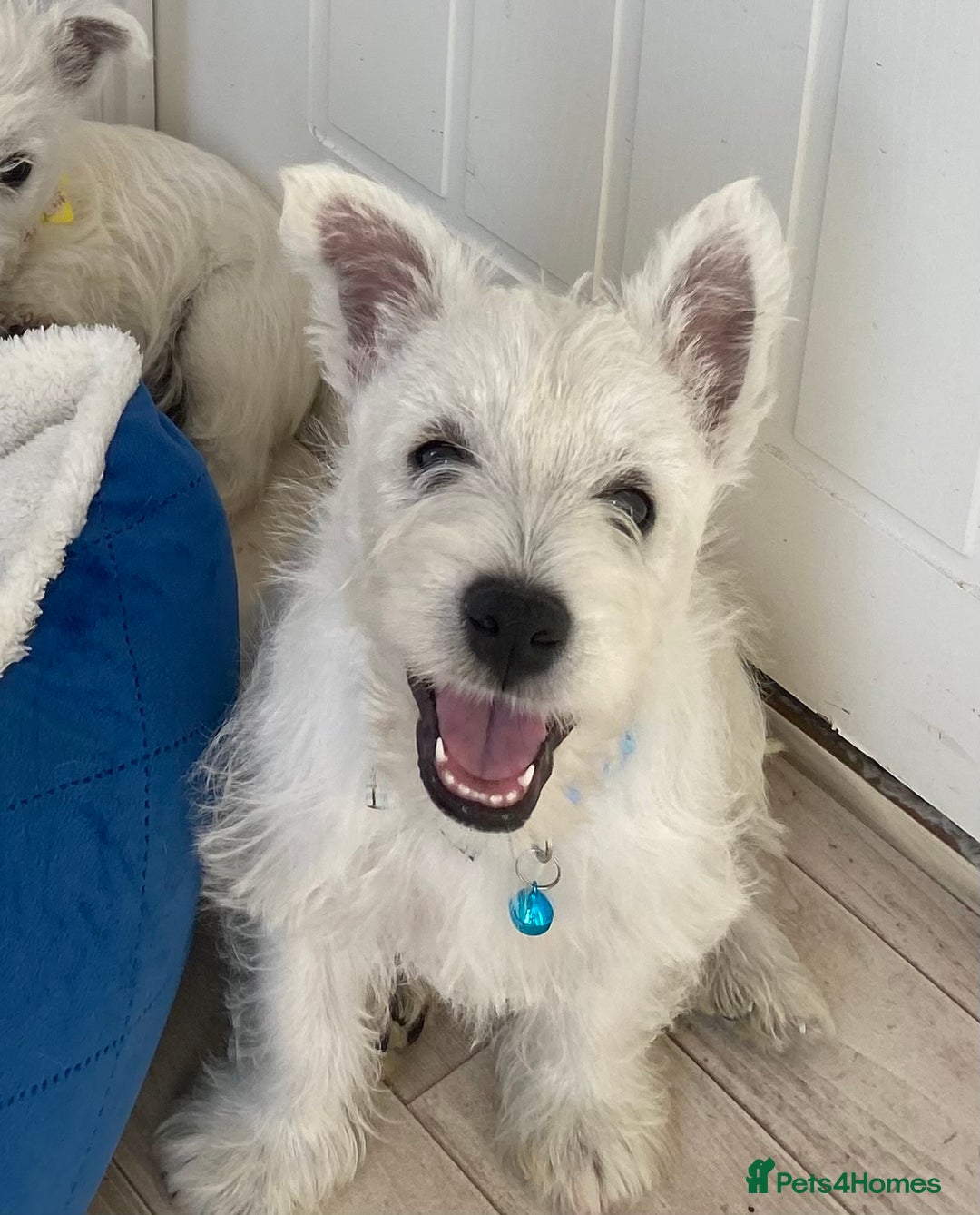 West Highland Terrier dogs for sale: Adorable WestHighland White Pups - Image 1
