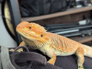 Bearded Dragon reptiles Beautiful Red Bearded Dragon (10 months) - Advert 21