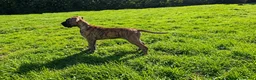 Great Dane dogs for sale: Only 1 girl left - Stunning Brindle Great Dane pup - Advert 19