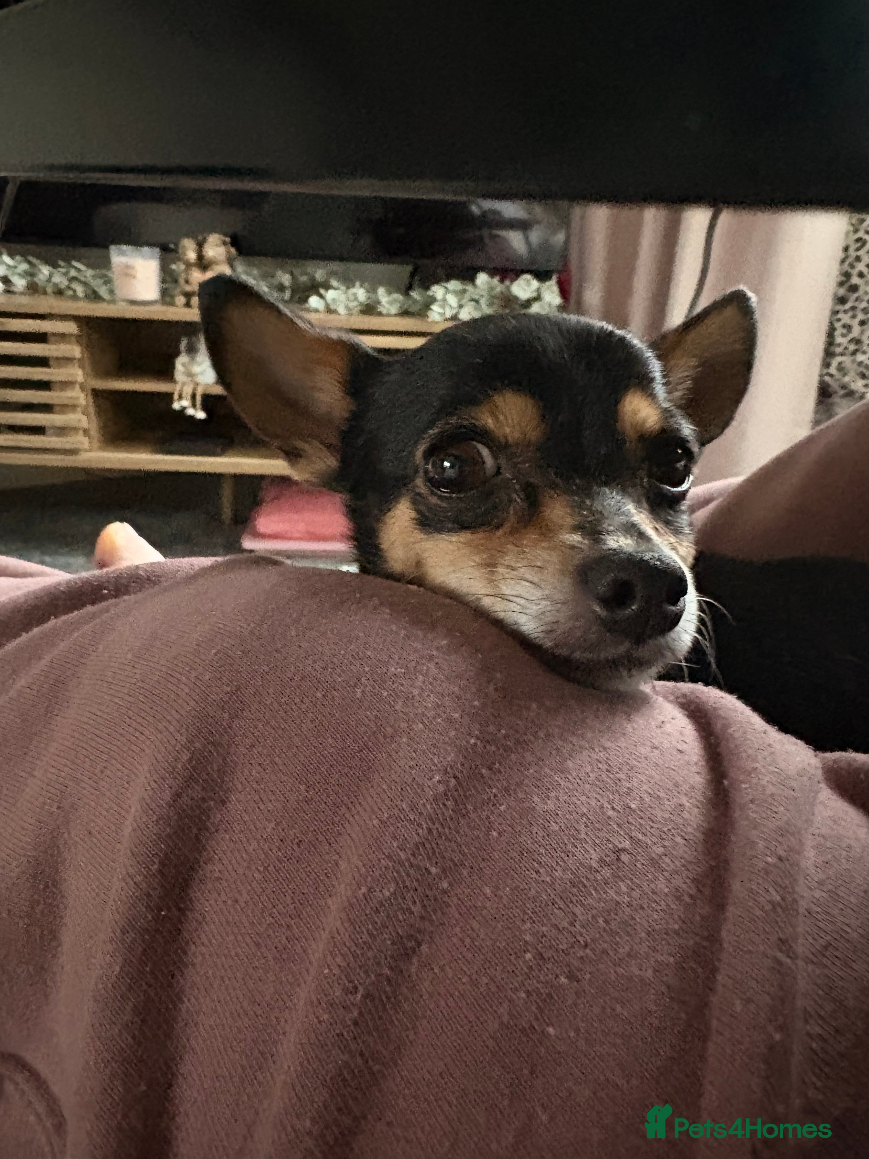 Chihuahua dogs Chihuahua seeks new postcode - Advert 2