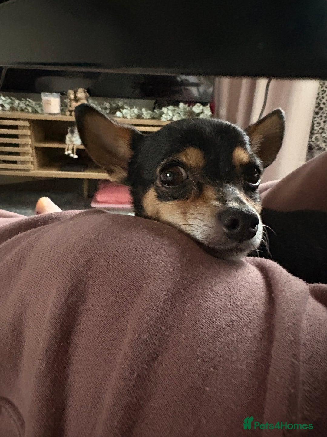 Chihuahua dogs for sale: Chihuahua seeks new postcode - Advert 1