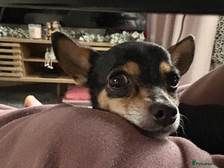 Chihuahua dogs Chihuahua seeks new postcode - Advert 2