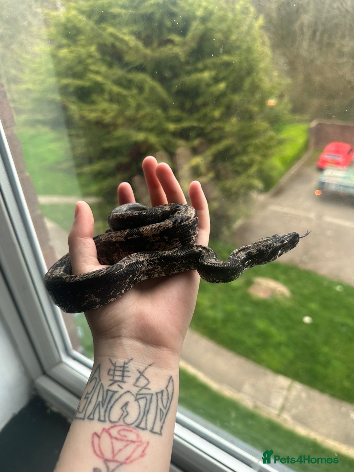 Boa Snake reptiles Hypo img and black eyed anery boas  - Advert 1