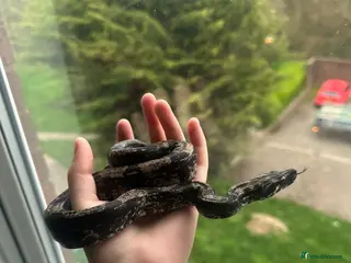 Boa Snake reptiles Hypo img and black eyed anery boas - Advert 1