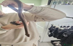 Python Snake reptiles for sale: CB22 female het T+ albino African house snake - Image 2
