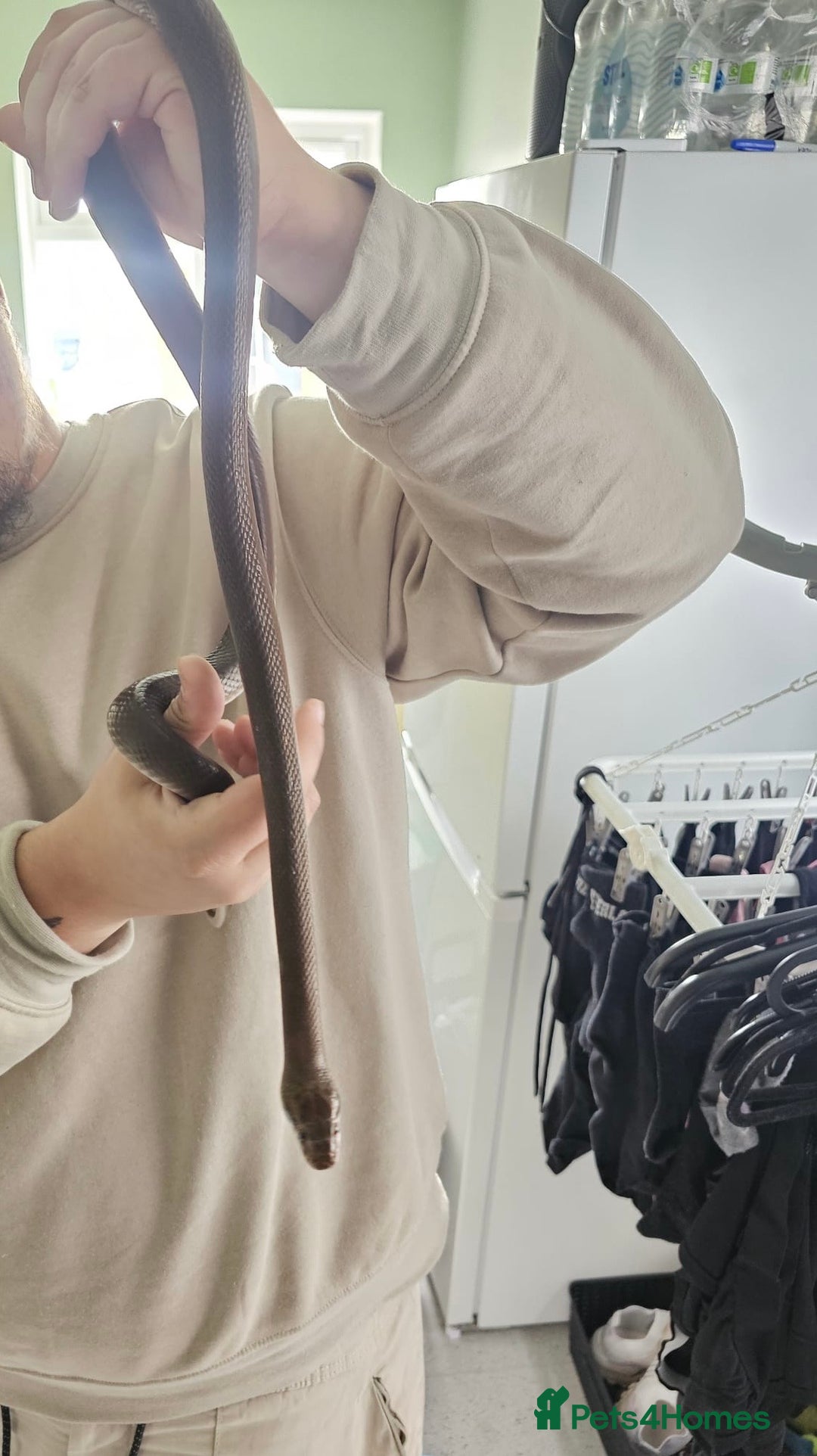 Python Snake reptiles for sale: CB22 female het T+ albino African house snake - Image 2
