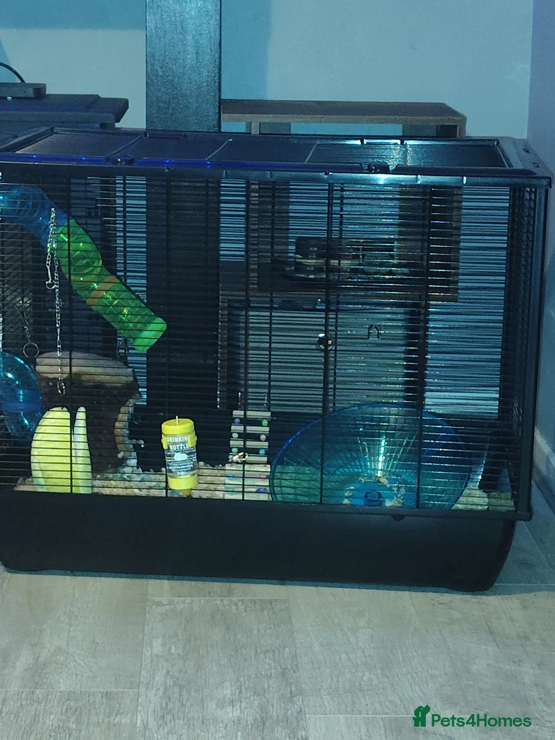 Hamster rodents for sale: Hamster for adoption  in Halesowen - Advert 4