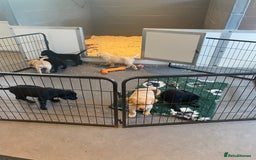 Labrador Retriever dogs for sale: Yellow and black Labrador puppies in Whitchurch - Image 25