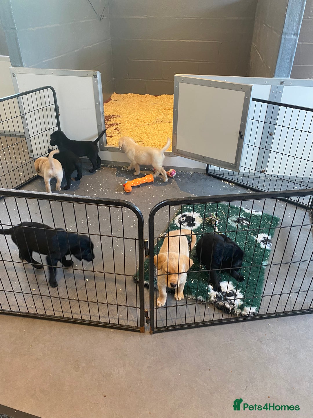 Labrador Retriever dogs for sale: Yellow and black Labrador puppies in Whitchurch - Image 25