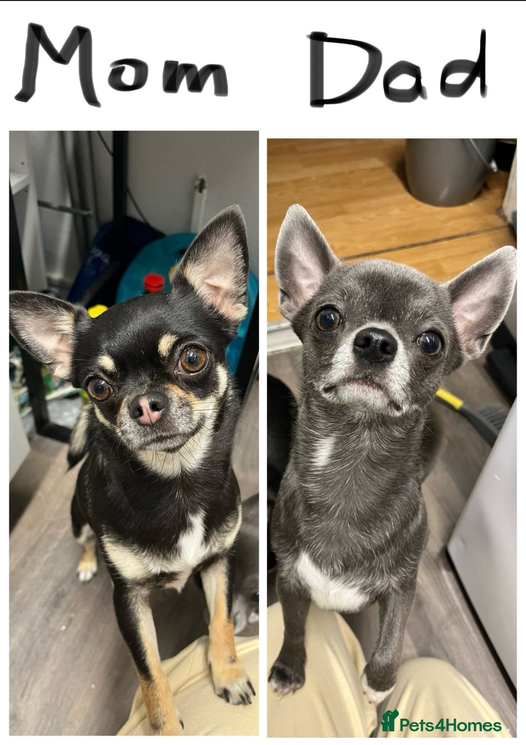 Chihuahua dogs for sale: Pure bred Chihuahua puppies - Image 35