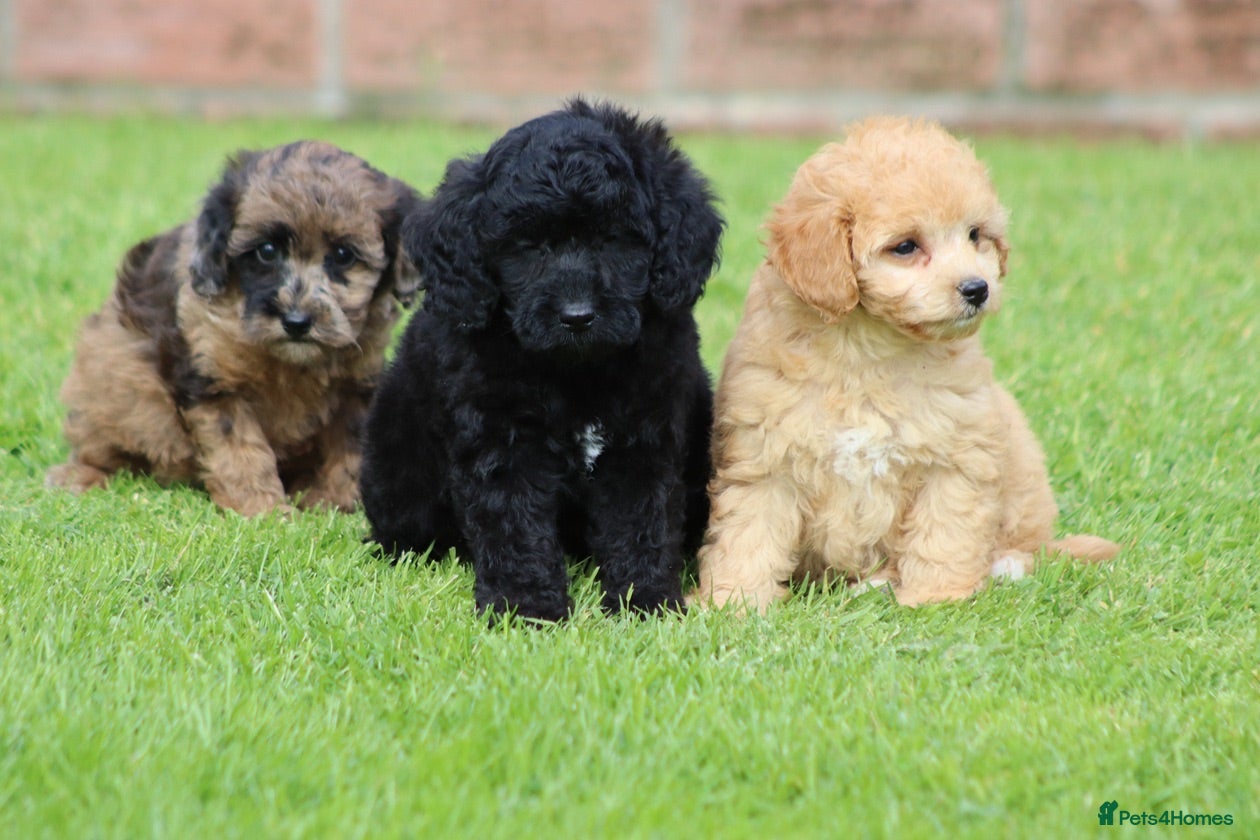 Cavapoo dogs Beautiful Cavapoo puppies for sale - Advert 1