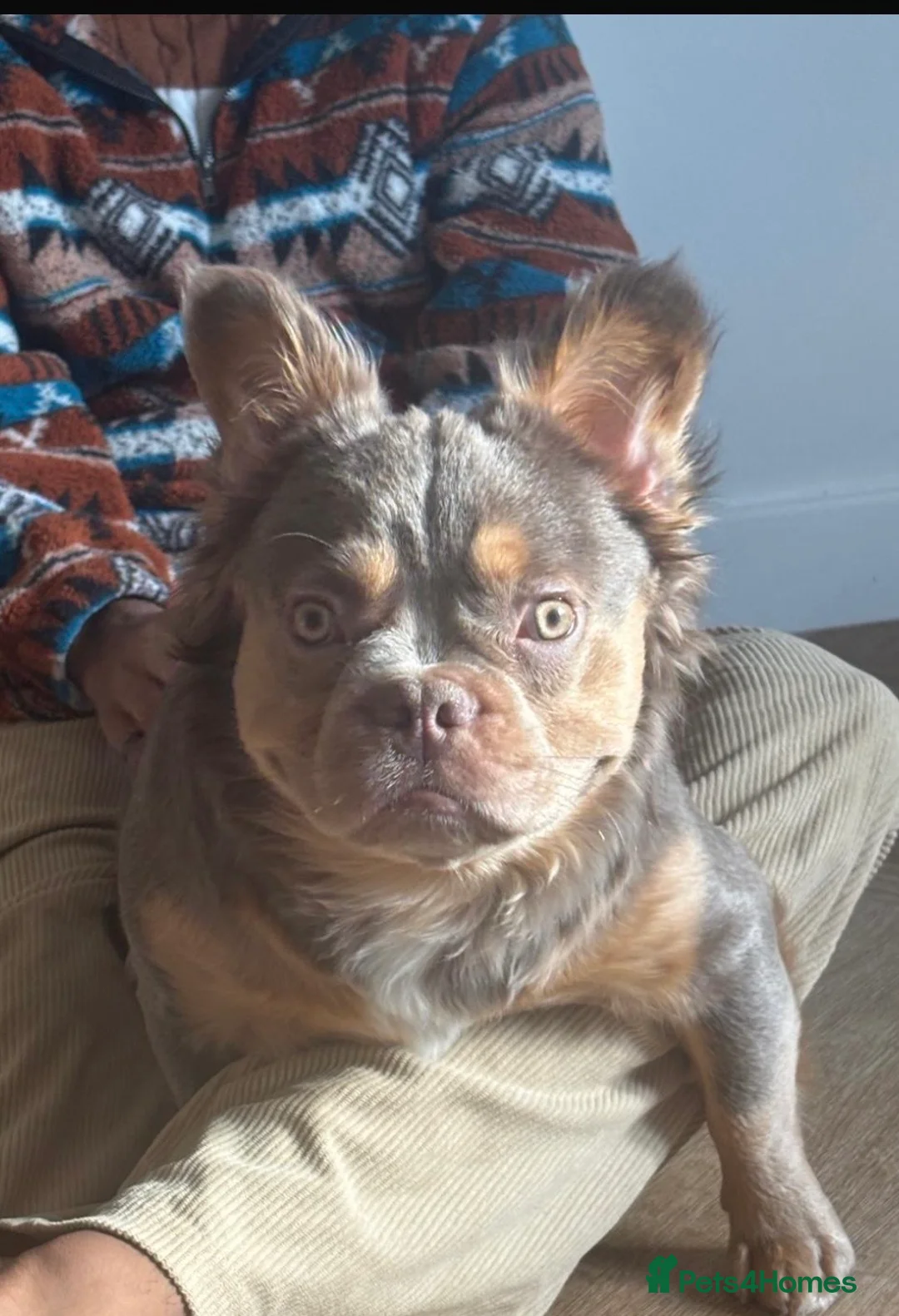 French Bulldog dogs for stud: EL Jefe  - Advert 1