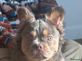 French Bulldog dogs EL Jefe - Advert 1