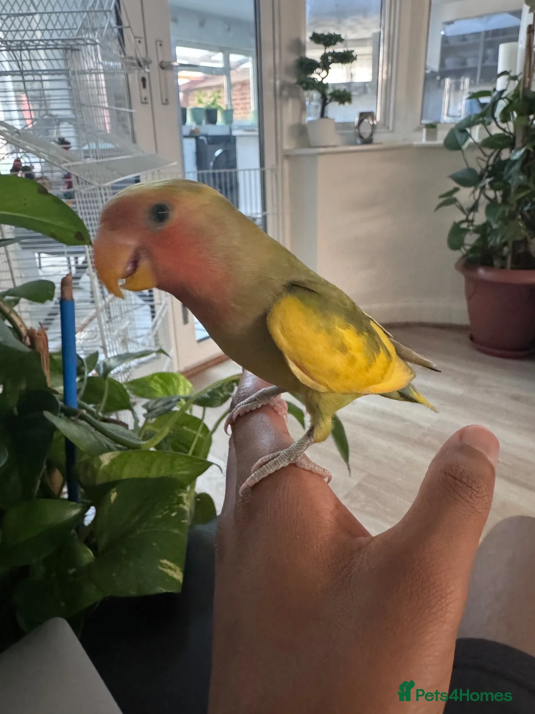 Lovebirds birds for sale: Hand tame male lovebird - Advert 2