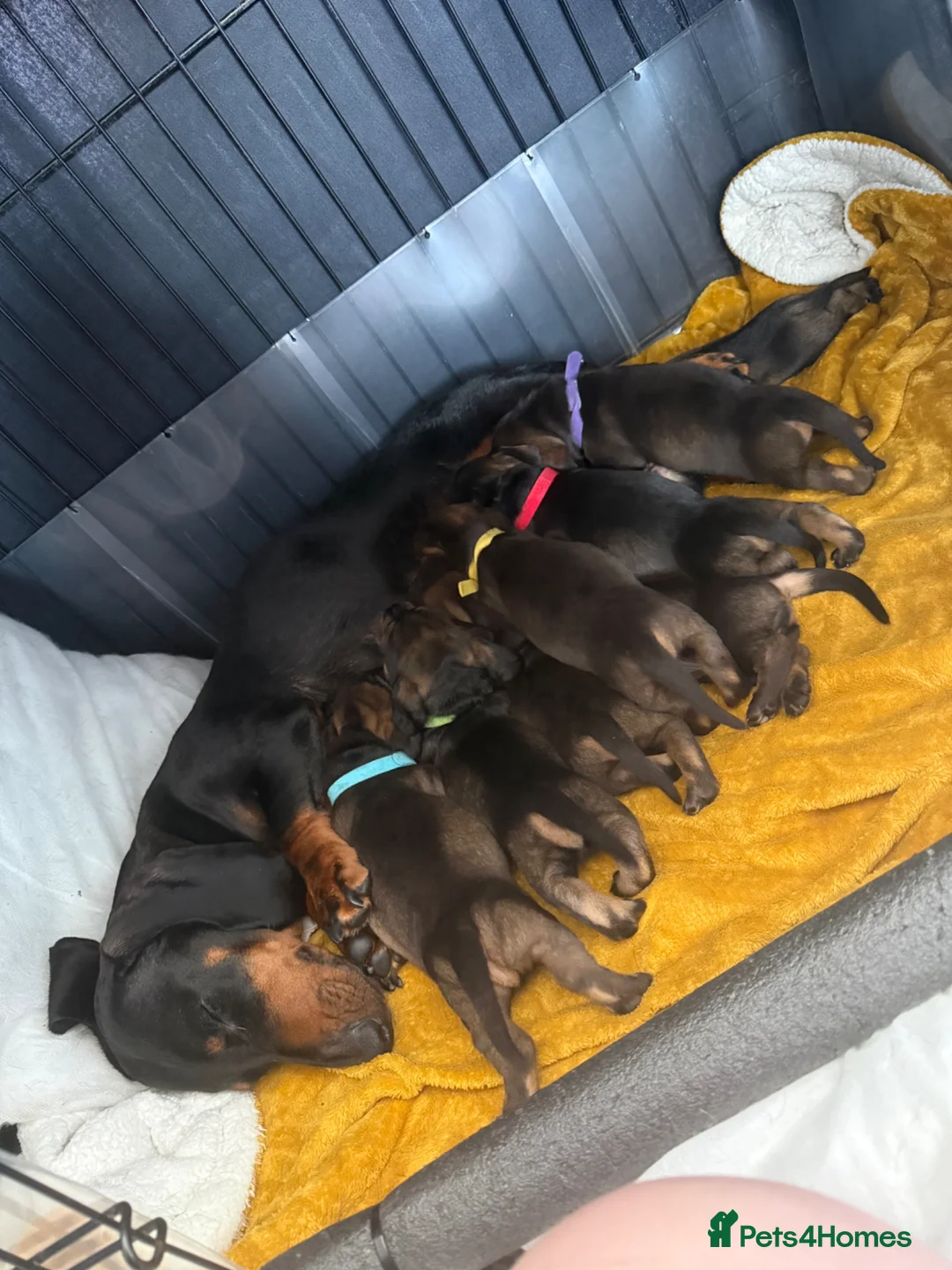 Dachshund dogs for sale: Beautiful Bunch of Standard Dachshund Puppies💐 - Advert 1