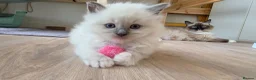 Ragdoll cats for sale: Gorgeous Ragdoll ready to leave 11 July - Advert 38