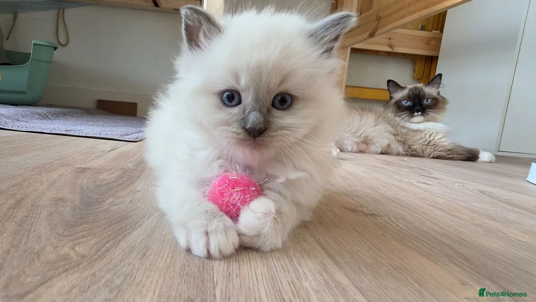 Ragdoll cats for sale: Gorgeous Ragdoll ready to leave 11 July - Advert 38