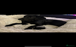 Springador dogs for sale: Beautiful male Labrador pup  - Image 3