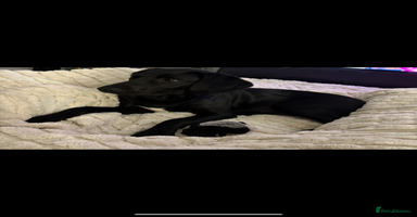 Springador dogs - Advert 3