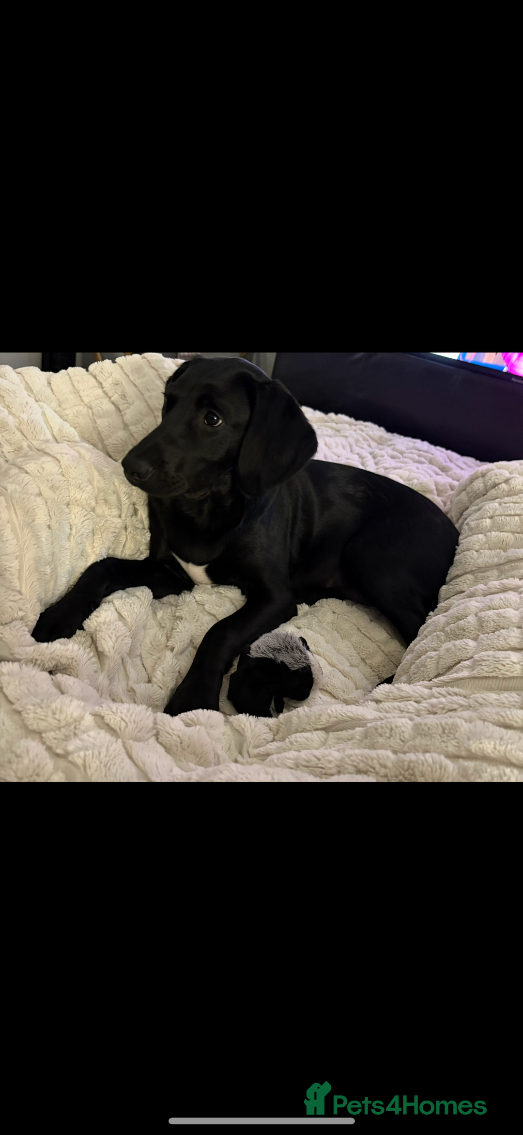 Springador dogs for sale: Beautiful male Labrador pup  - Image 3
