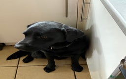 Labrador Retriever dogs for sale: Lovable 3 year old black Labrador Male  - Image 5