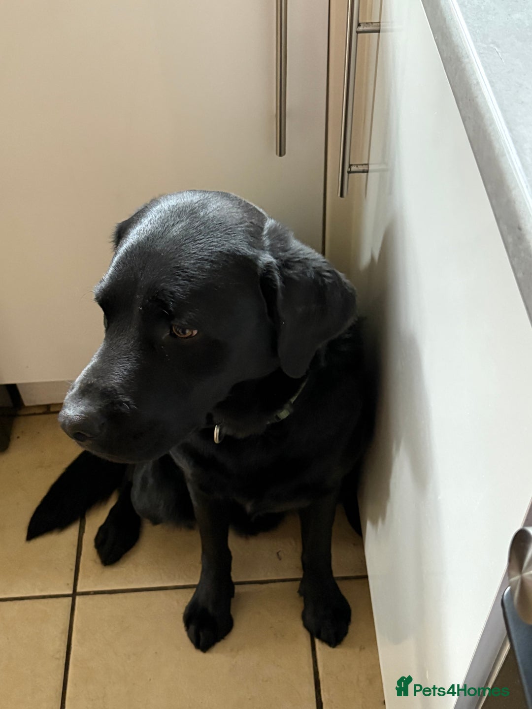 Labrador Retriever dogs for sale: Lovable 3 year old black Labrador Male  - Image 5