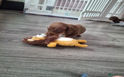 Miniature Dachshund dogs for sale: 💖 Adorable tiny miniature dachshund pups 💖 - Image 13