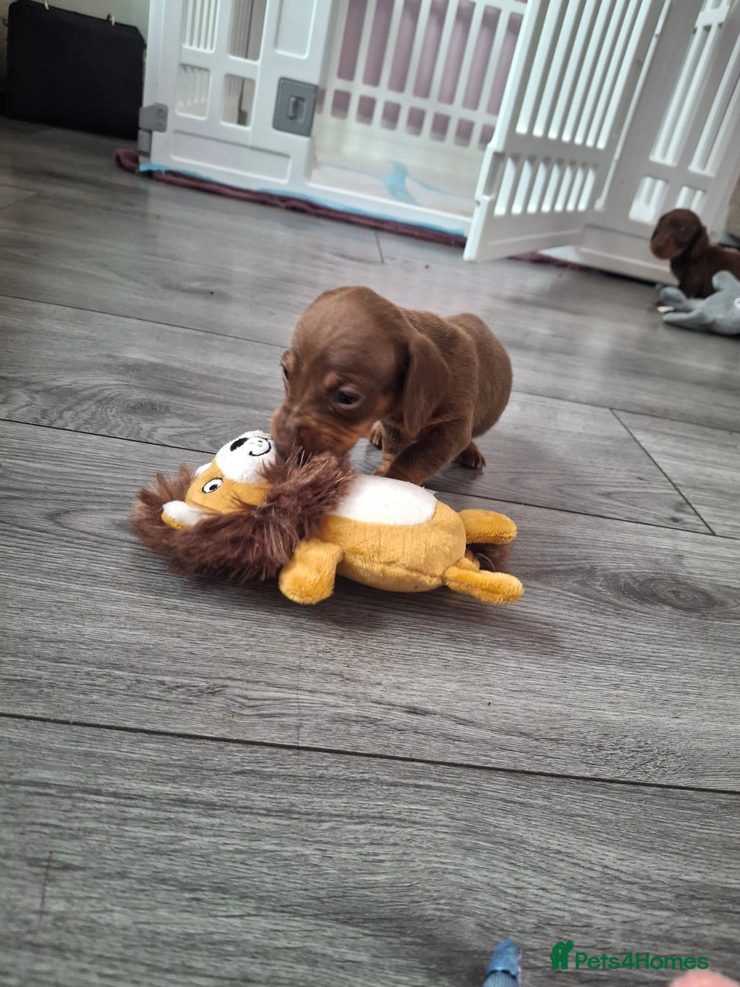 Miniature Dachshund dogs for sale: 💖 Adorable tiny miniature dachshund pups 💖 - Image 13