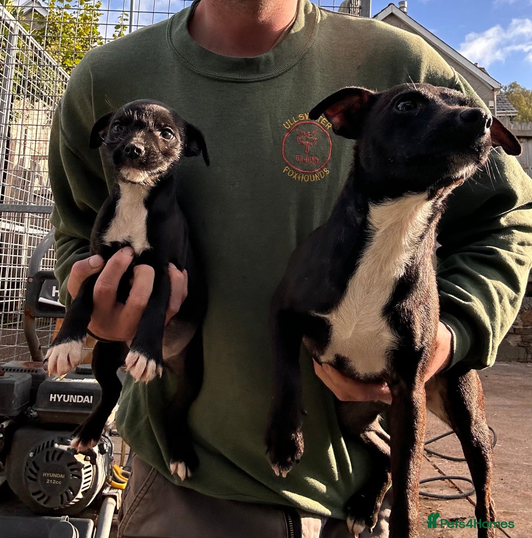 Patterdale Terrier dogs for sale: Patterdale puppy for sale  - Image 4
