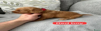 Cockapoo 1