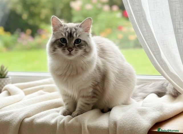 Ragdoll cats Blue Lynx Boy Looking for Visiting Girlfriends 💙 - Advert 7