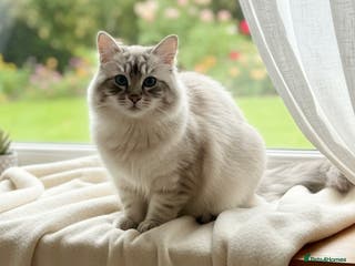Ragdoll cats Blue Lynx Boy Looking for Visiting Girlfriends 💙 - Advert 3