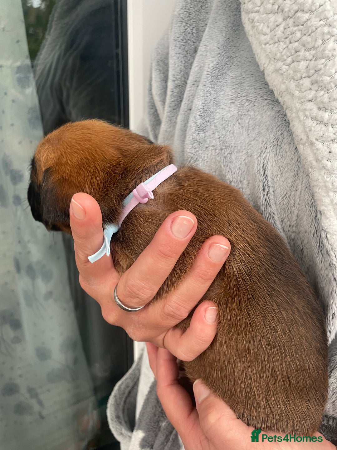 Boxer dogs for sale: Bunch of Boxer Babies - Image 25