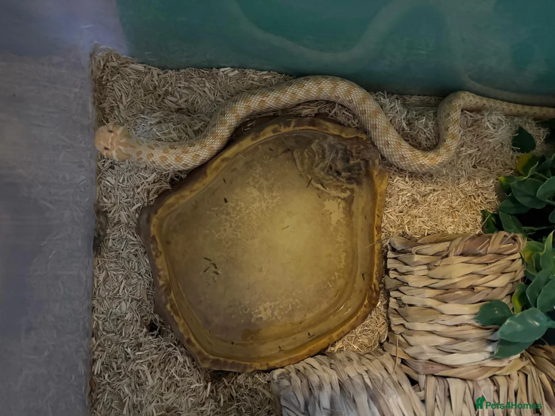 Snake reptiles for sale: Hognose snakes  in Havant - Advert 7
