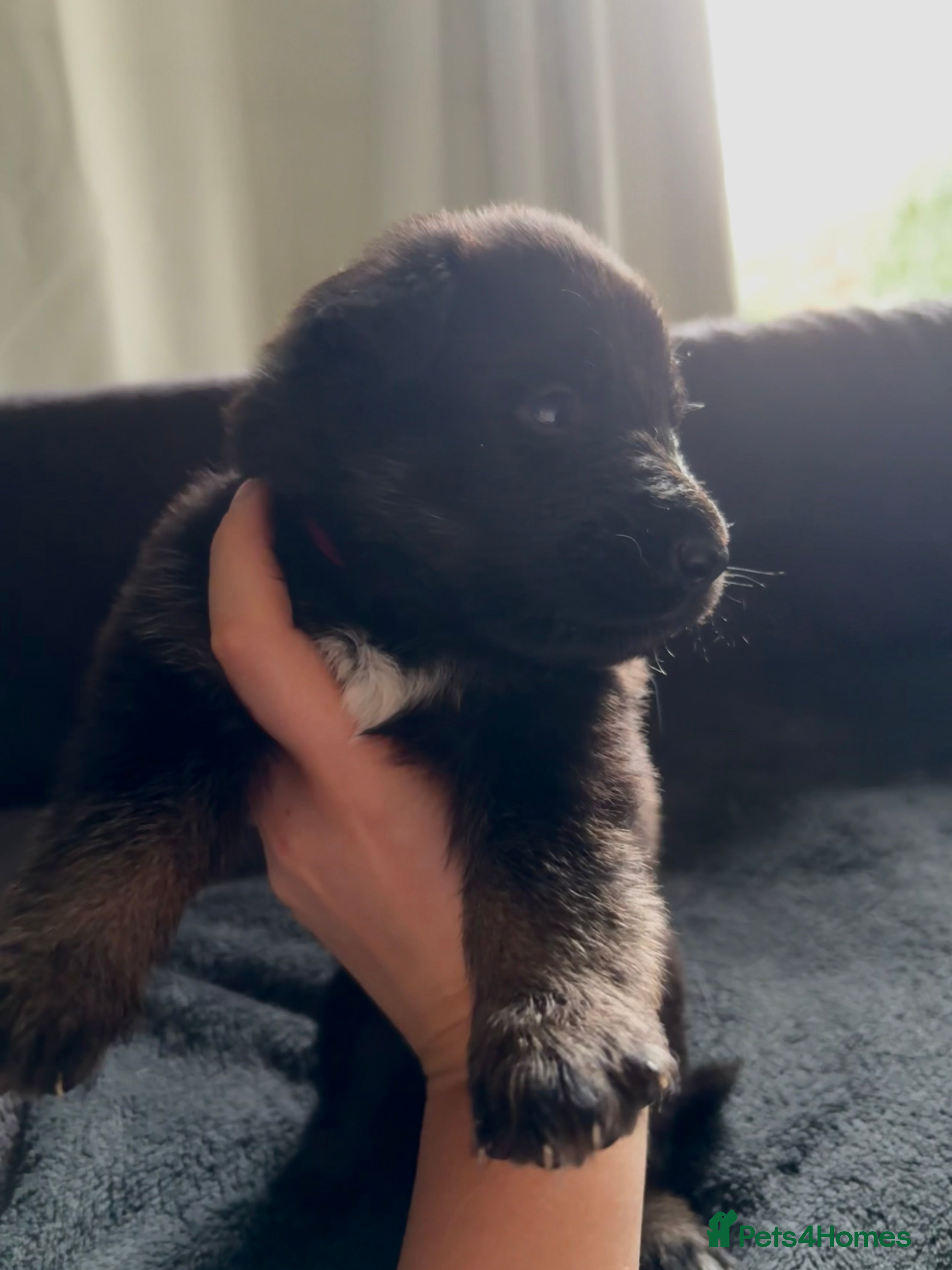 German Shepherd dogs German Shepard pups for sale - 2 boys 5 girls - Advert 2