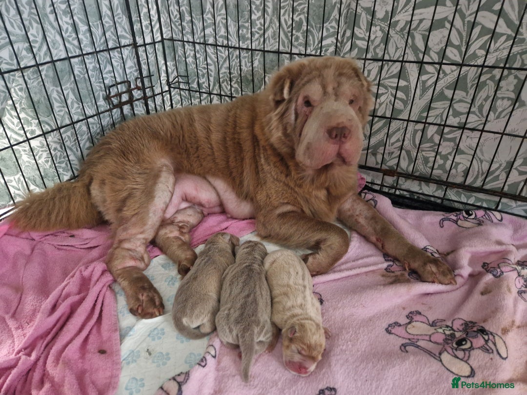Shar Pei dogs for sale: Male Shar peis - Image 18