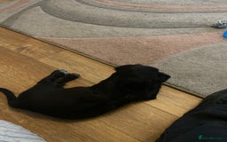 Cocker Spaniel dogs for sale: Cocker spaniel pup for sale  - Image 4