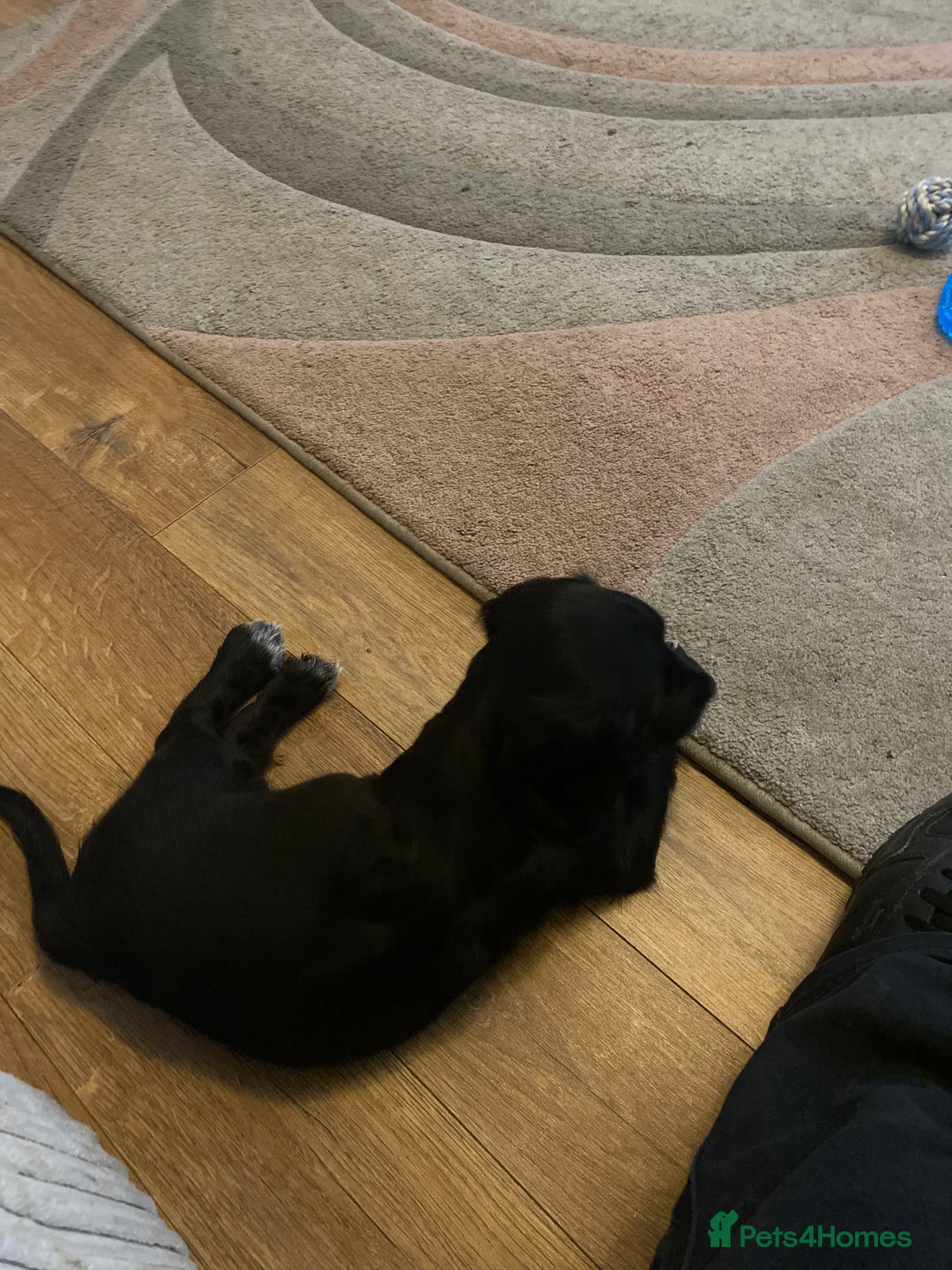 Cocker Spaniel dogs for sale: Cocker spaniel pup for sale  - Image 4