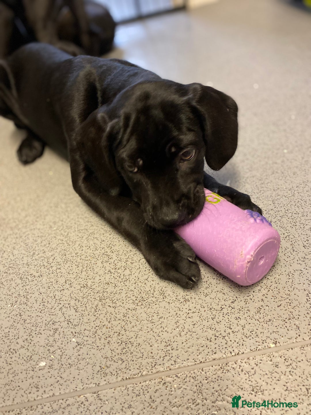 Cane Corso dogs for sale: 🐾Cane Corso Puppies – Ready🐾 - Advert 23