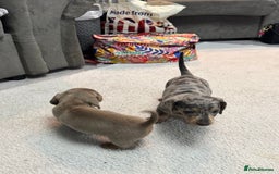 Miniature Dachshund dogs for sale: Miniature dachshund  - Advert 11