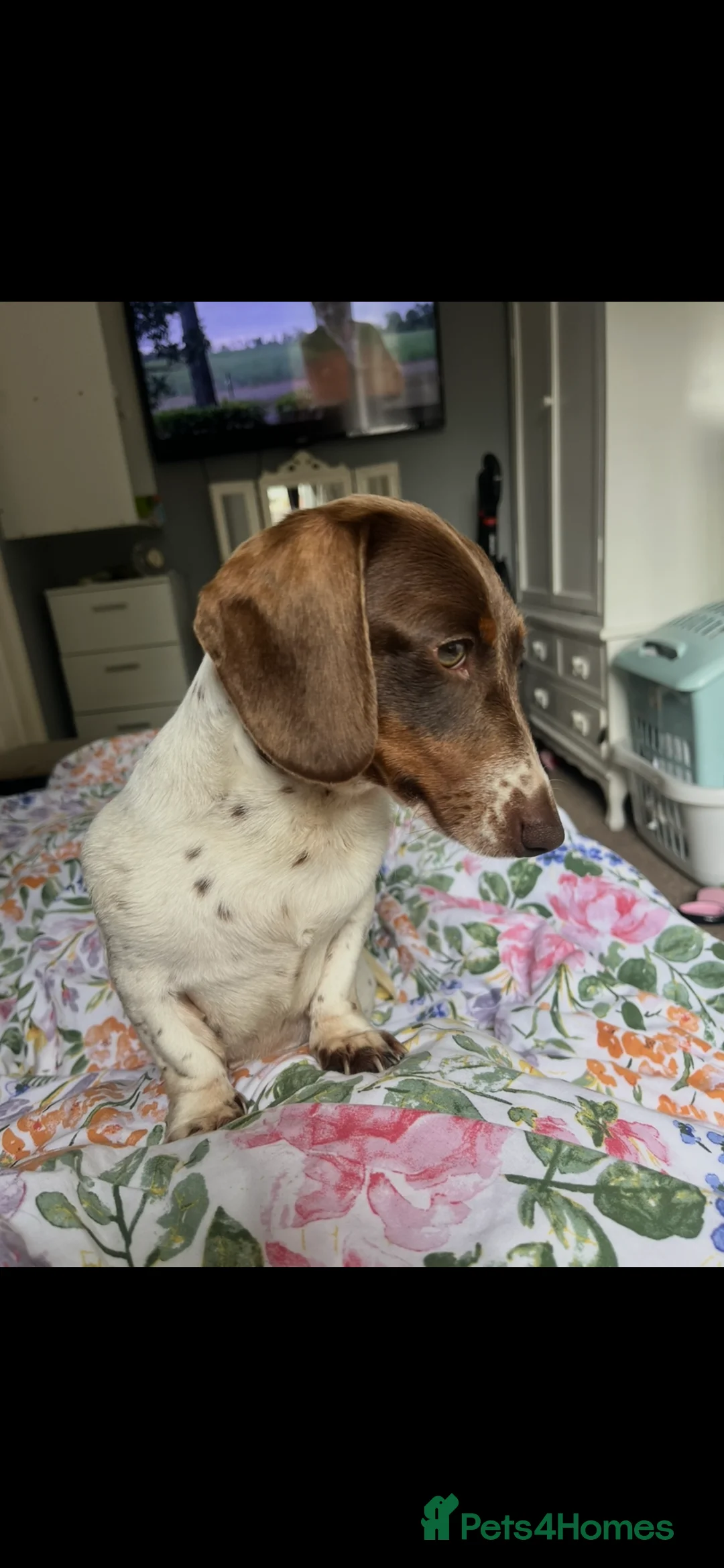 Dachshund dogs for sale: piebald Miniature, dachshund girl 2 years old   - Advert 1