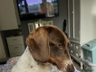 Dachshund dogs piebald Miniature, dachshund girl 2 years old - Advert 2