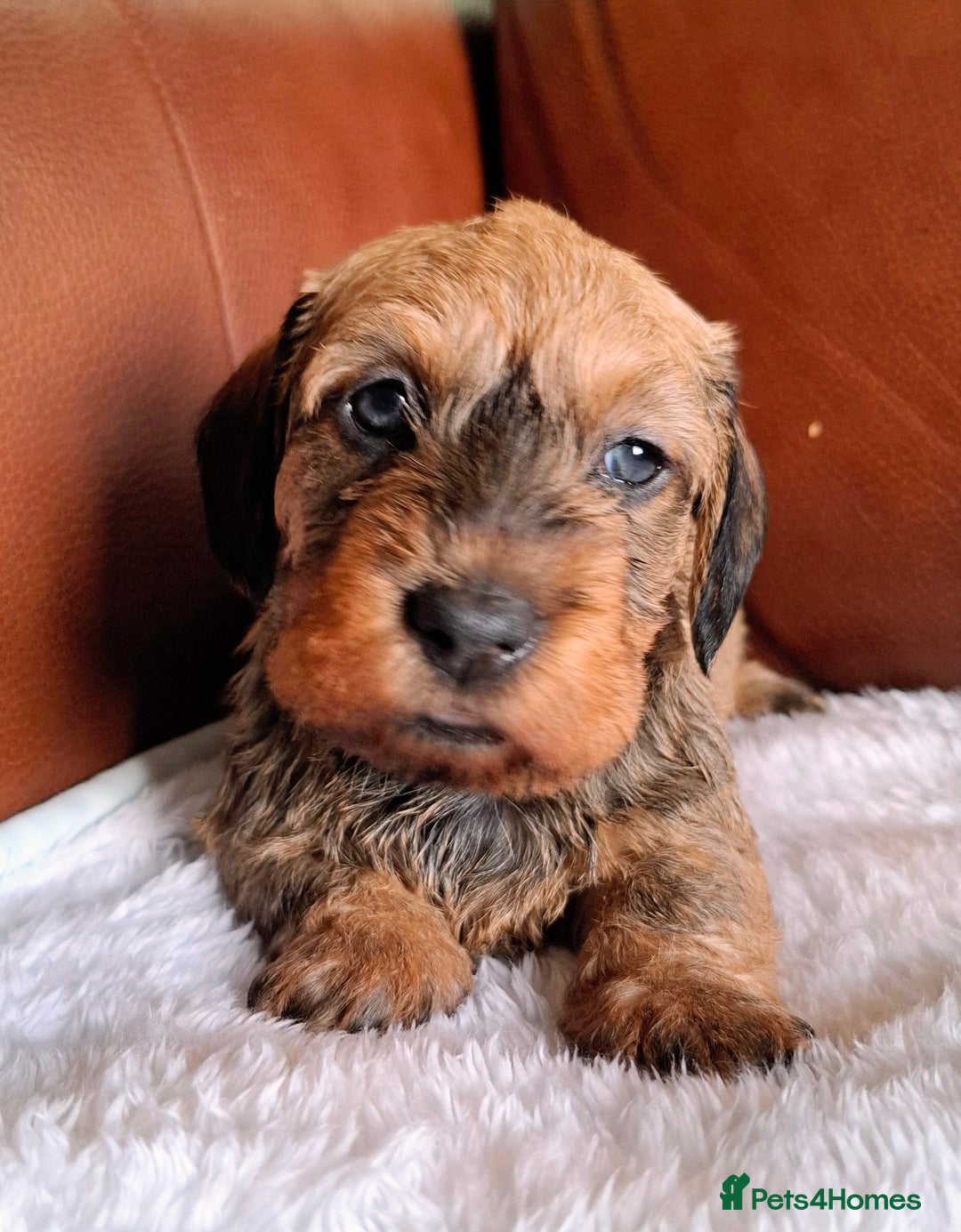 Miniature Dachshund dogs for sale: Gorgeous Mini-Wire Dachsund Puppies  - Advert 9